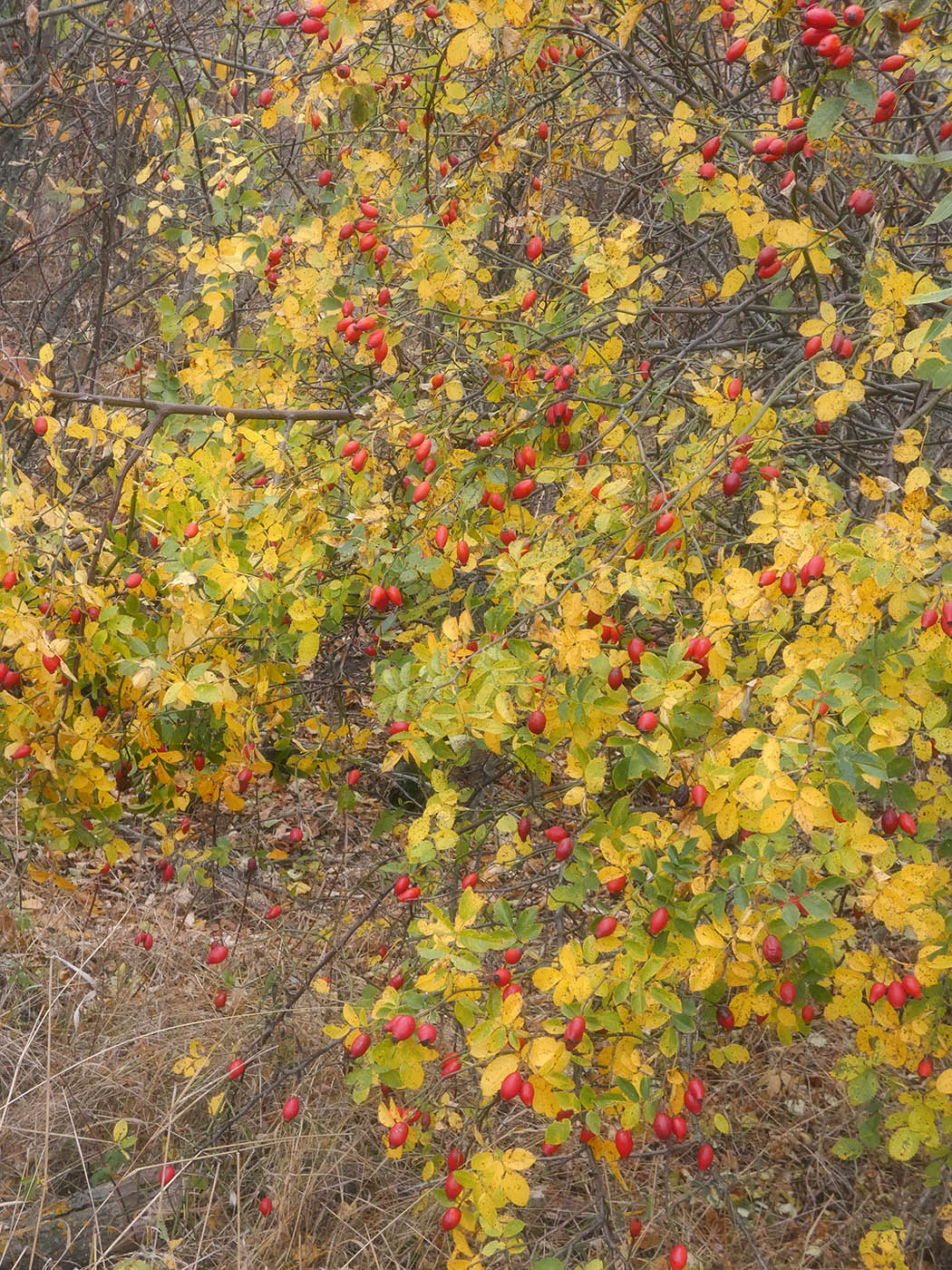 Image of genus Rosa specimen.