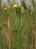 Linum corymbulosum