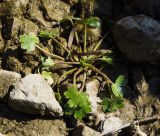 Ranunculus sceleratus