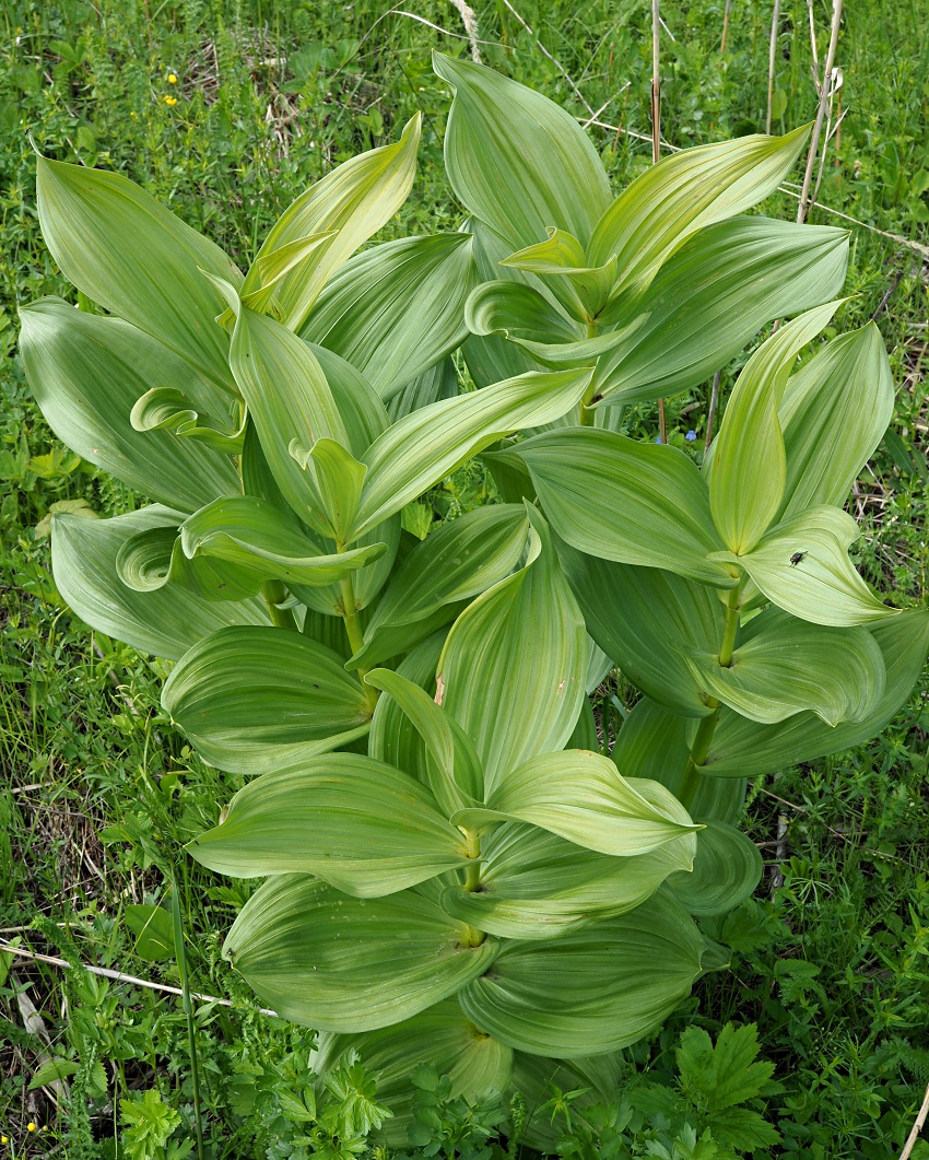 Image of Veratrum lobelianum specimen.