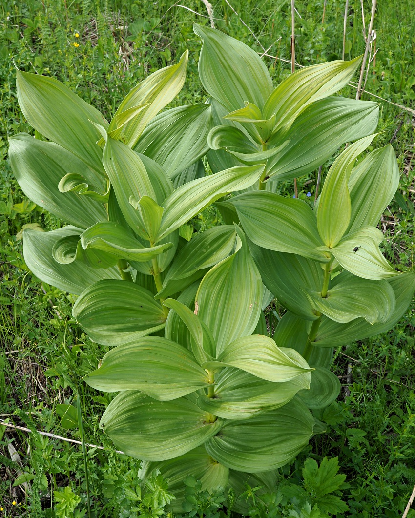 Изображение особи Veratrum lobelianum.