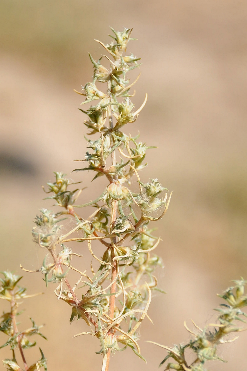 Image of Petrosimonia brachiata specimen.