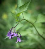 Solanum dulcamara. Верхушка цветущего побега. Пермский край, г. Пермь, Ленинский р-н, станция Блочная, берма насыпи. 18.06.2023.