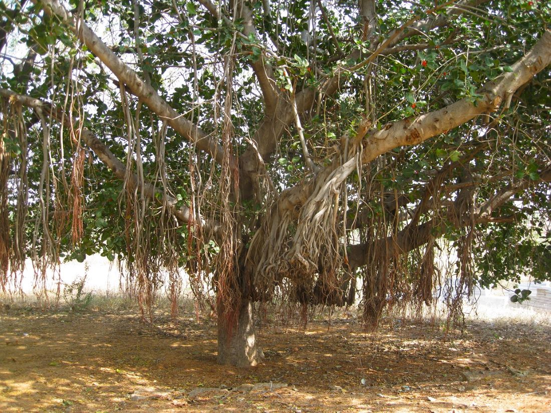 Image of Ficus benghalensis specimen.