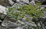 Heracleum asperum. Соцветие и соплодие. Чечня, Веденский р-н, берег оз. Кезенойам, ≈ 1800 м н.у.м., у подножия скалы. 25.07.2022.