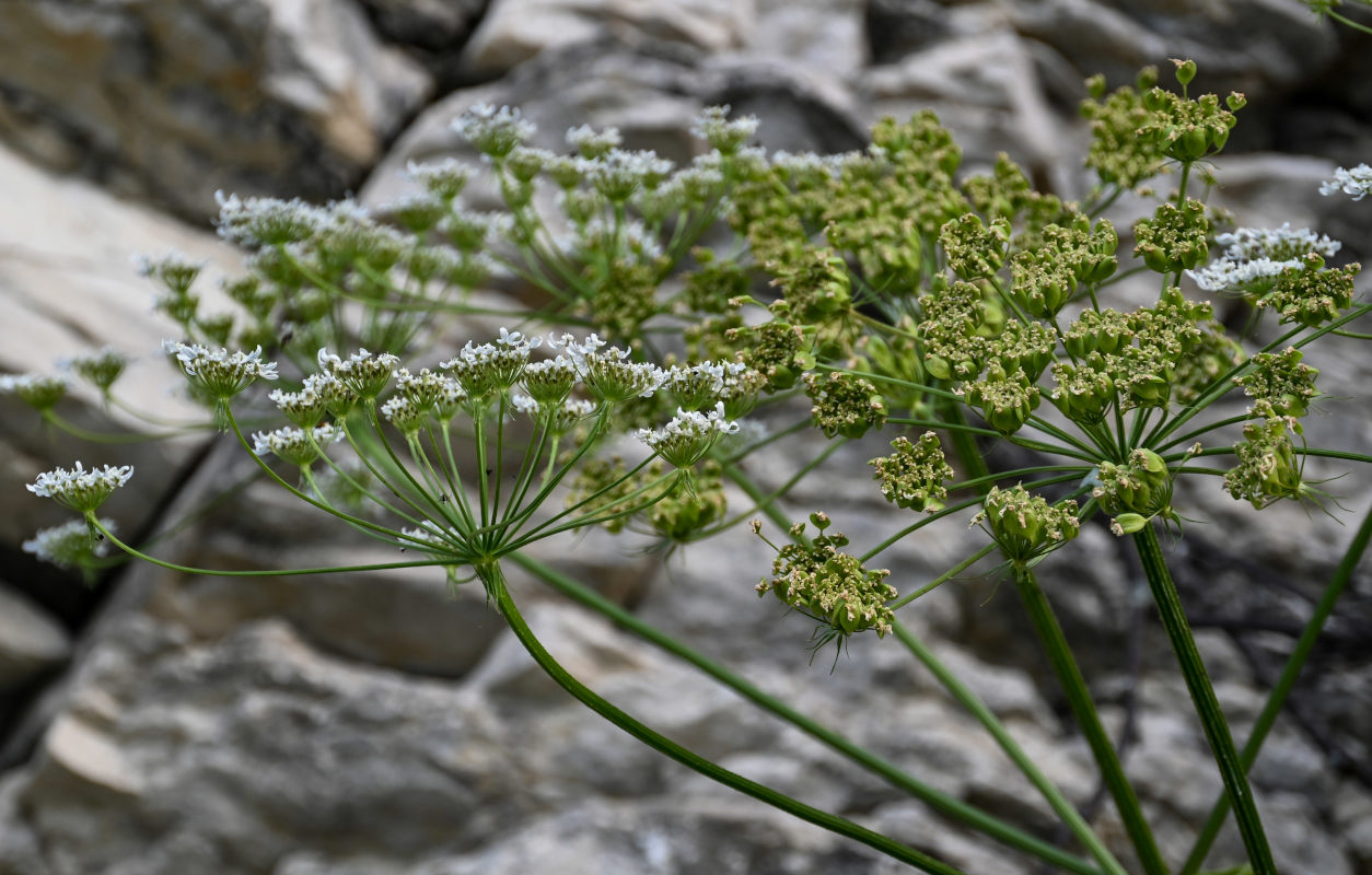 Изображение особи Heracleum asperum.