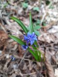 Scilla bifolia. Цветок и листья. Краснодарский край, г/о Сочи, Хостинский р-н, окр. с. Измайловка, долина р. Дикарька, широколиственный лес. 05.03.2024.