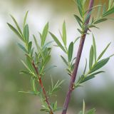 Salix elbursensis