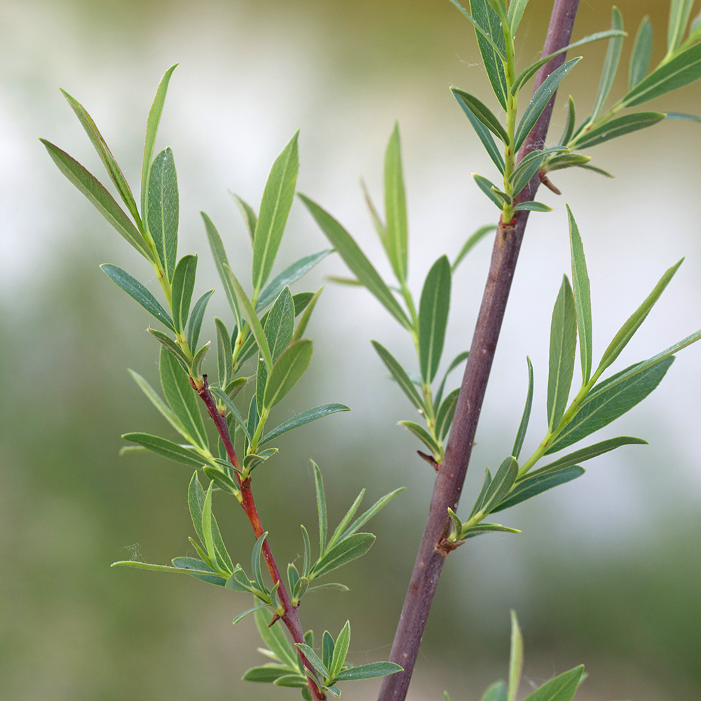 Image of Salix elbursensis specimen.