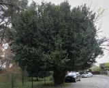 Taxus baccata. Взрослое дерево. Абхазия, Гагрский р-н, с. Лдзаа, озеленение. 14.04.2024.