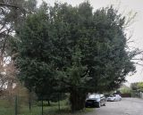 Taxus baccata