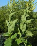 genus Verbascum. Часть побега цветущего растения. ФРГ, земля Баден-Вюртемберг, г. Штутгарт, Киллесбергпарк (Höhenpark Killesberg). Июль.