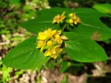 Hypericum androsaemum