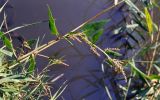 Atriplex prostrata