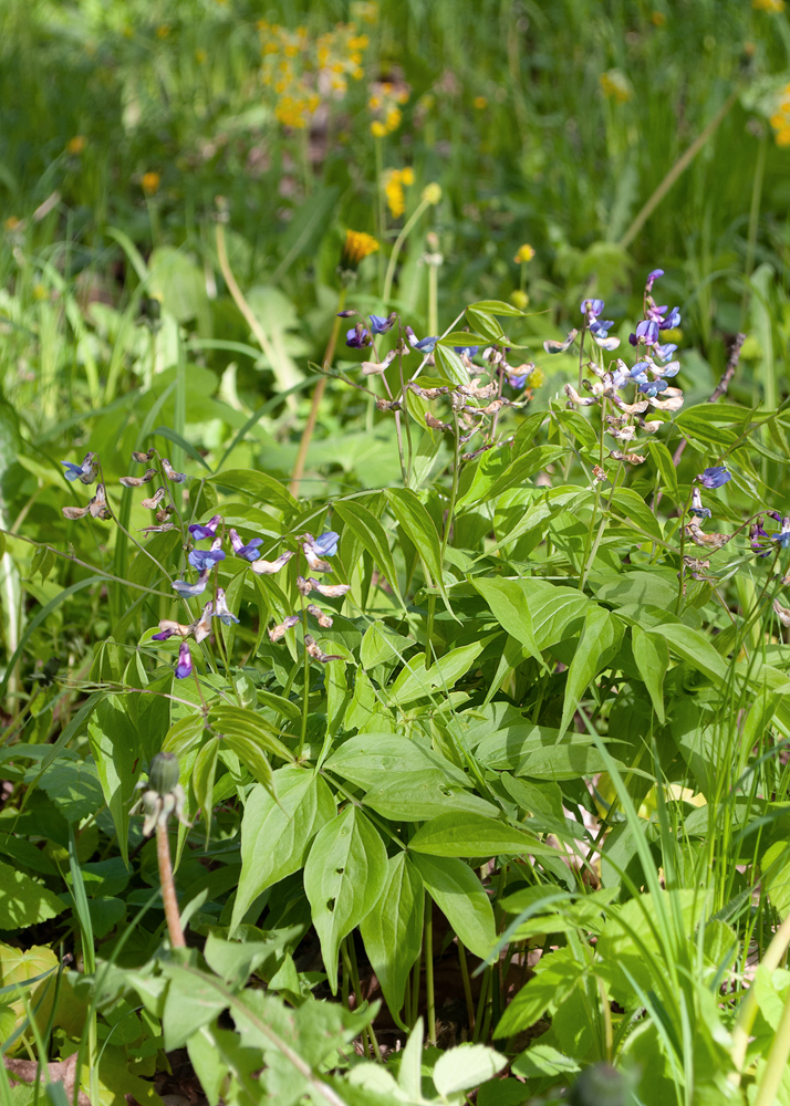 Image of Lathyrus vernus specimen.