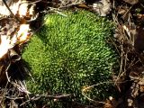 Leucobryum glaucum