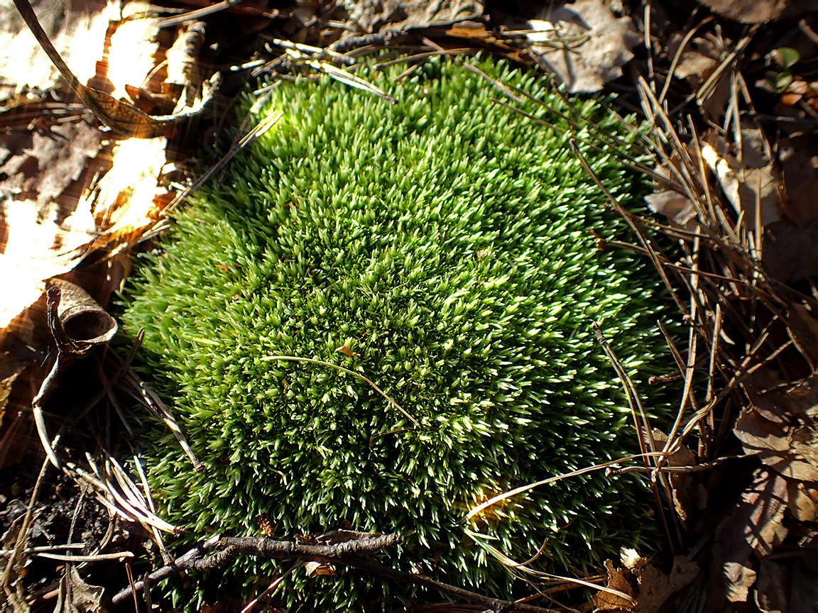 Изображение особи Leucobryum glaucum.