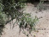 Hippophae rhamnoides