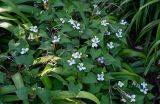 Houttuynia cordata