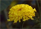 Tagetes erecta