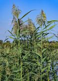 Phragmites australis. Верхушки побегов с соцветиями. Московская обл., окр. г. Железнодорожный, долина р. Чёрная, у воды. 26.08.2024.