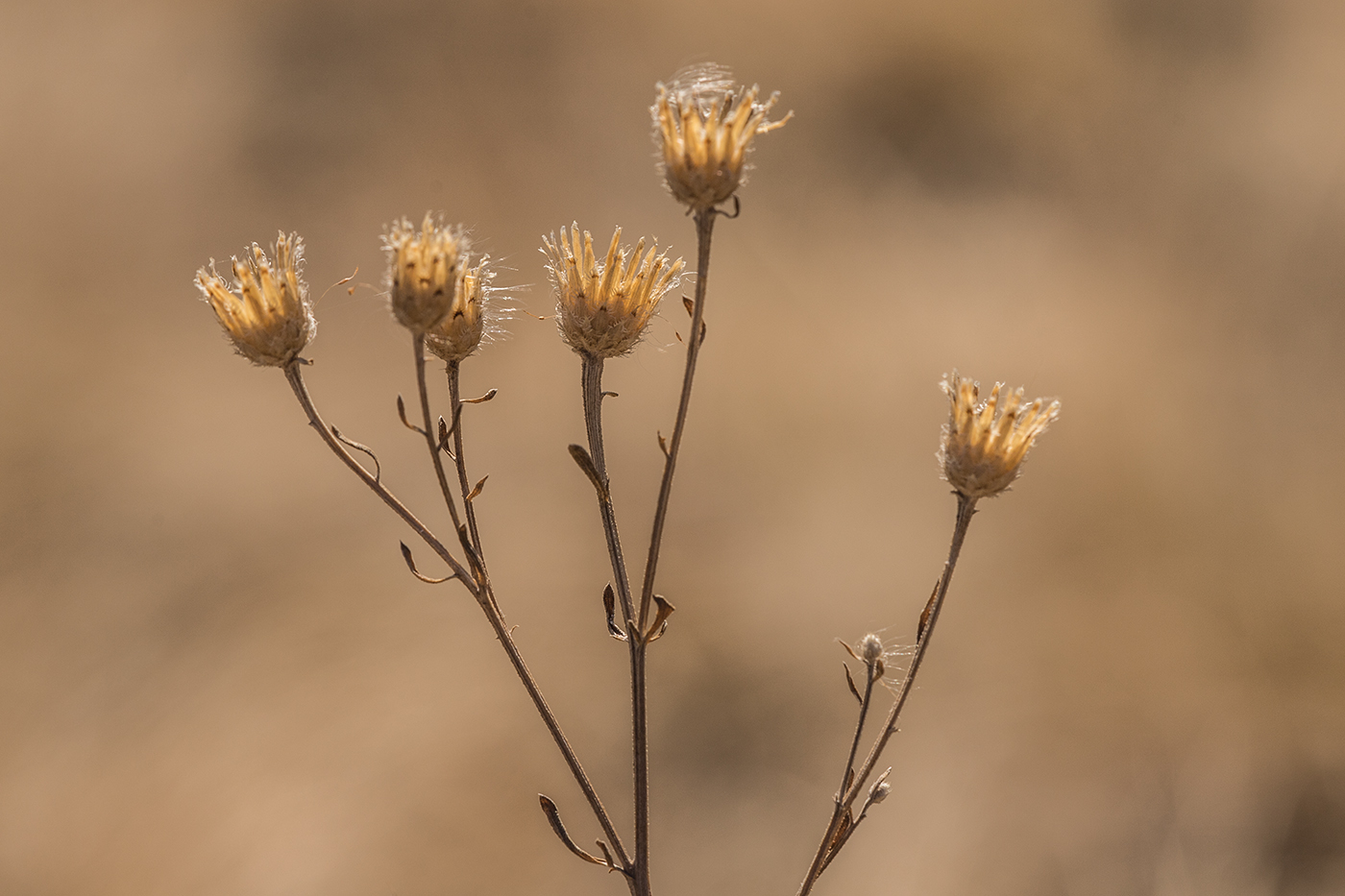 Image of Centaurea stoebe specimen.