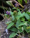 Prunella vulgaris