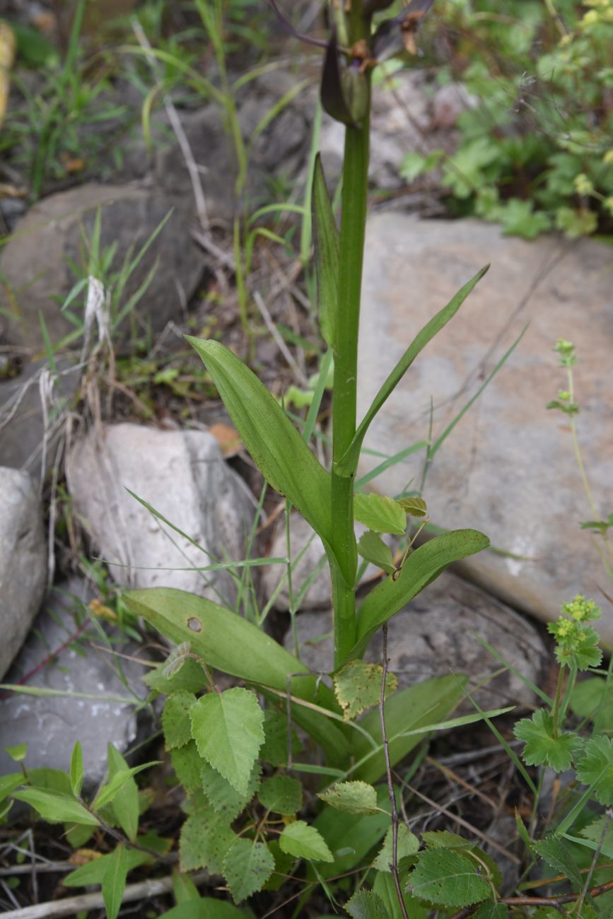 Изображение особи род Dactylorhiza.