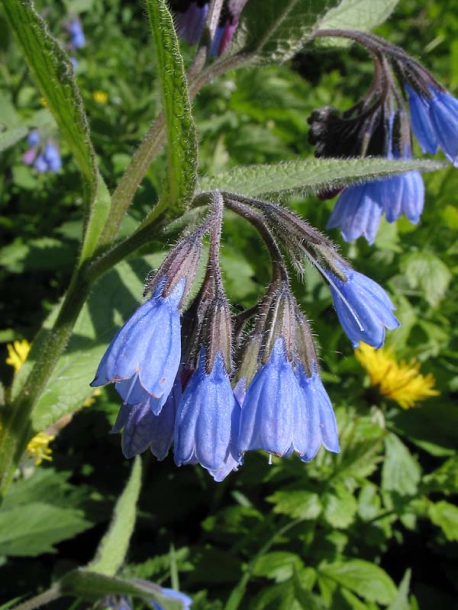 Изображение особи Symphytum azureum.