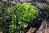 род Bryum