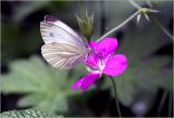 Geranium palustre