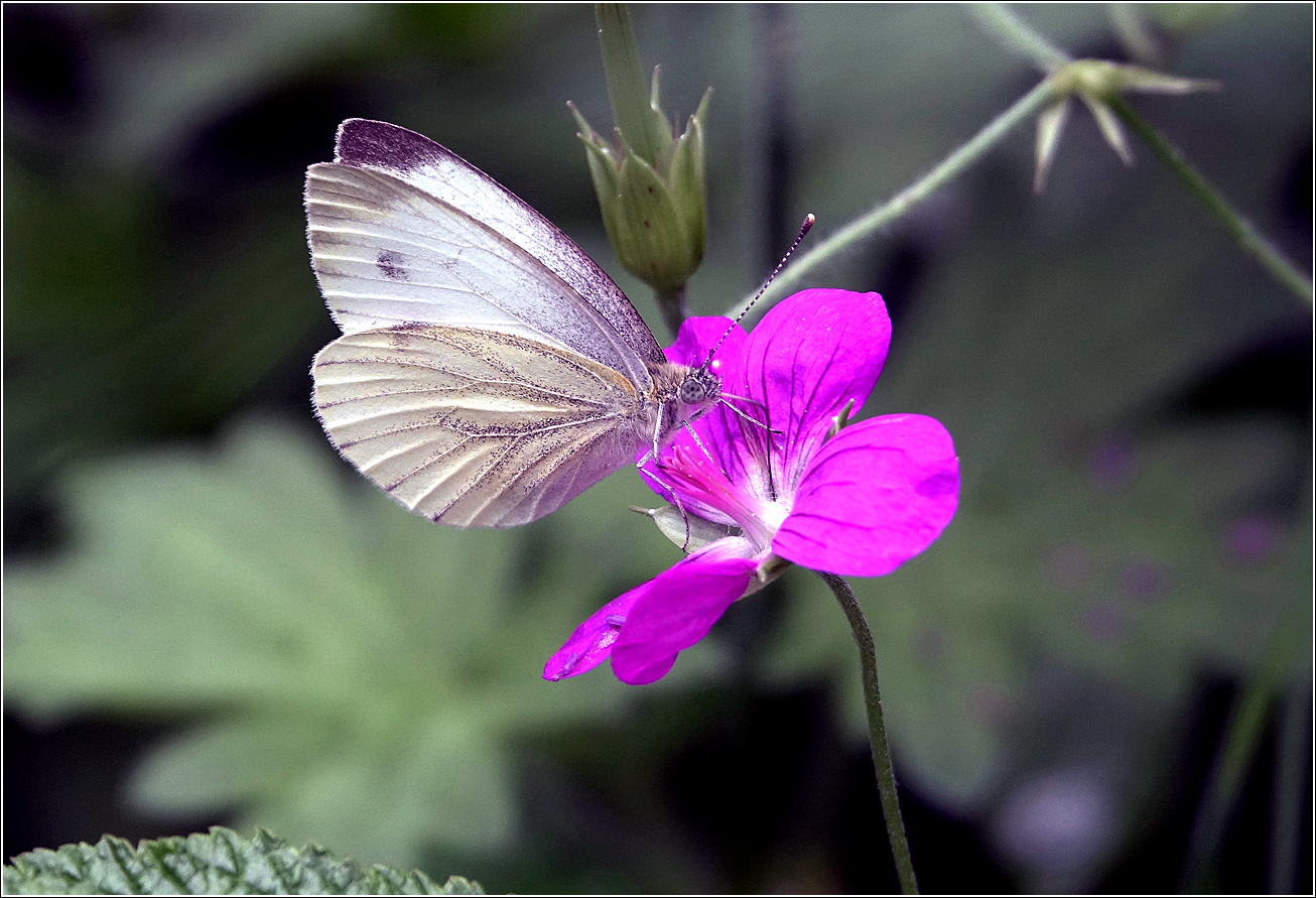 Image of Geranium palustre specimen.