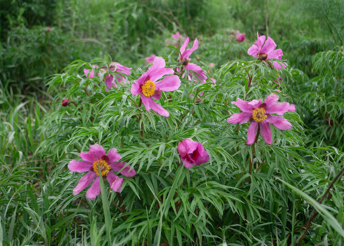 Image of Paeonia hybrida specimen.