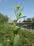 Arabidopsis pumila