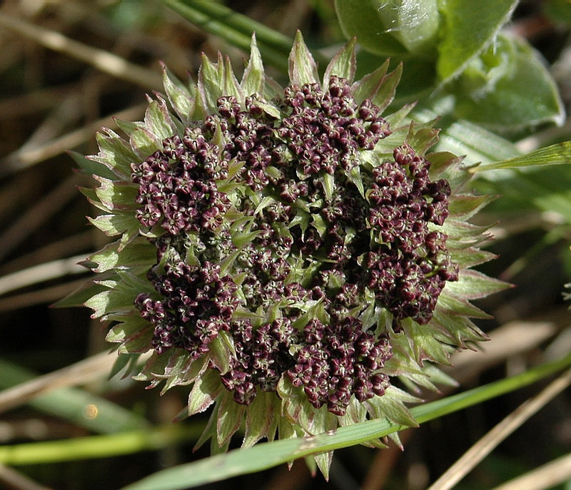 Изображение особи Pachypleurum alpinum.