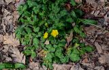 Ranunculus constantinopolitanus