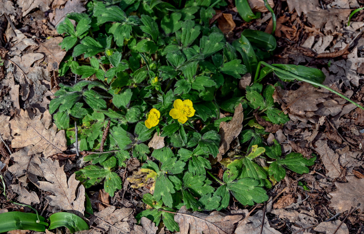 Image of Ranunculus constantinopolitanus specimen.