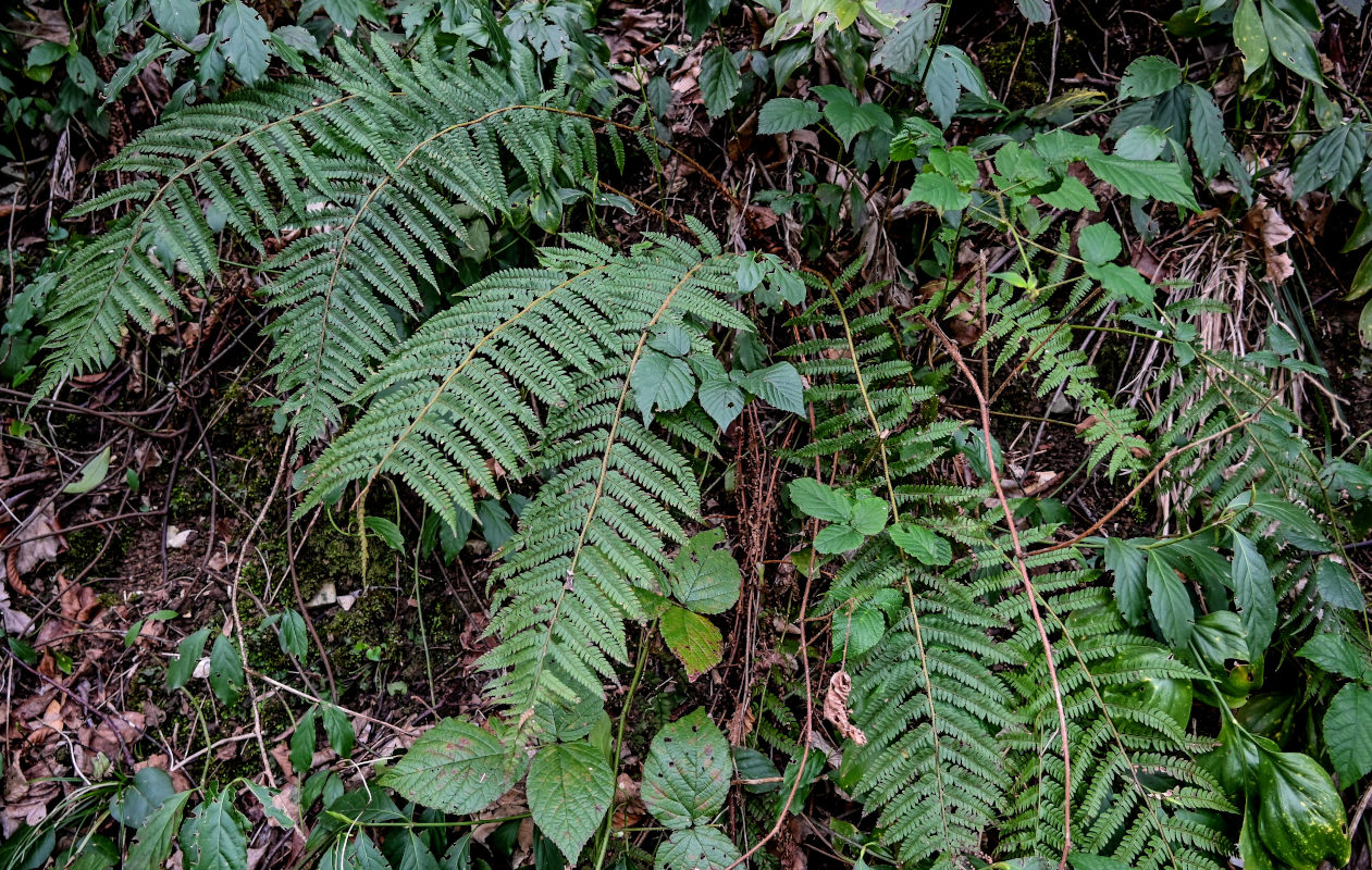 Image of Polystichum braunii specimen.