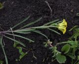 Erysimum substrigosum