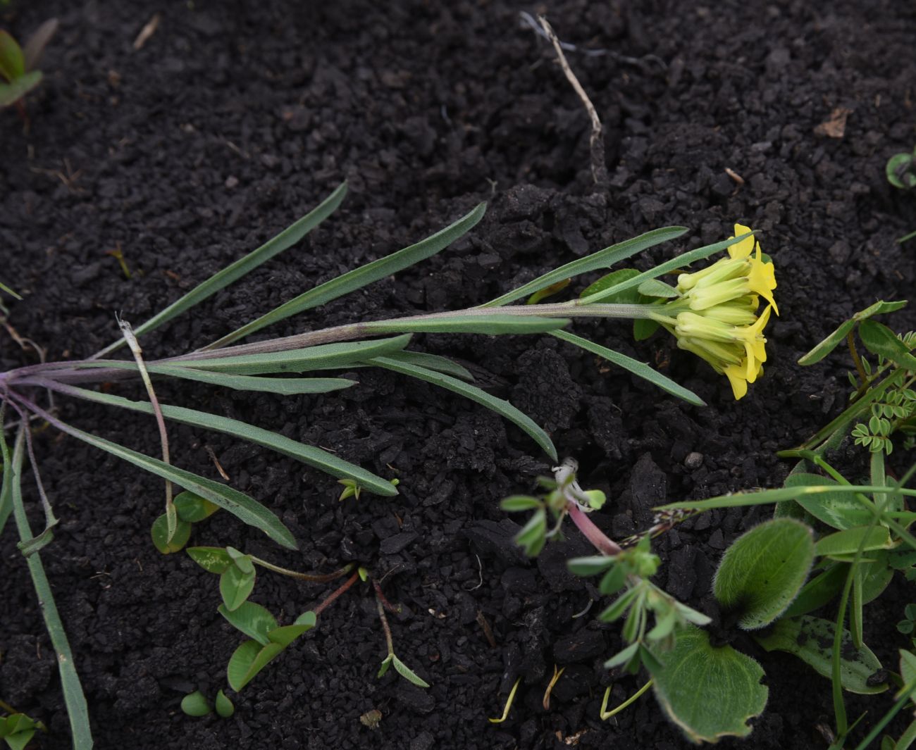 Image of Erysimum substrigosum specimen.