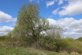 Salix caprea