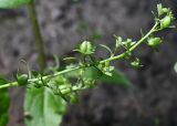 Veronica beccabunga