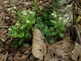 Chimaphila japonica. Цветущие растения с сухими плодами на прошлогодних цветоносах. Хабаровский край, окр. г. Комсомольск-на-Амуре, широколиственный лес. 29.06.2025.