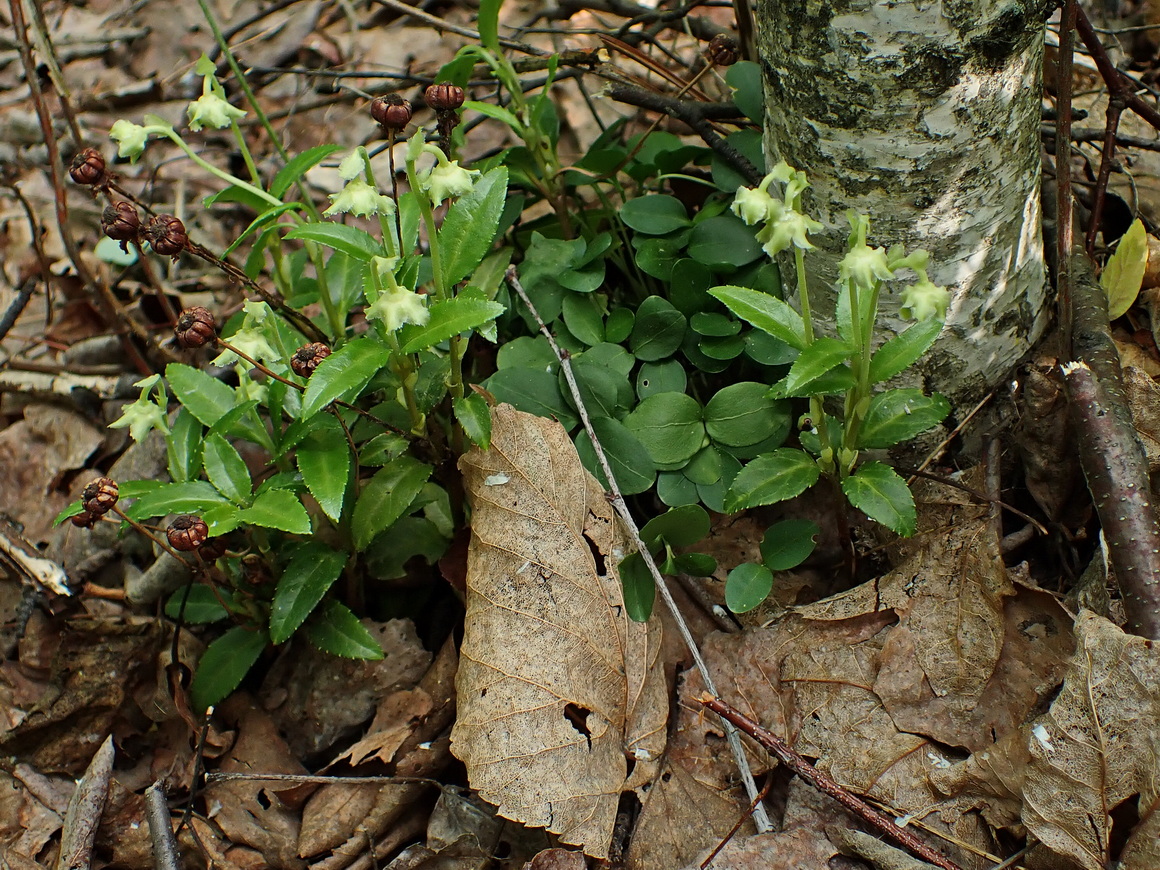 Изображение особи Chimaphila japonica.