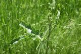 genus Rumex