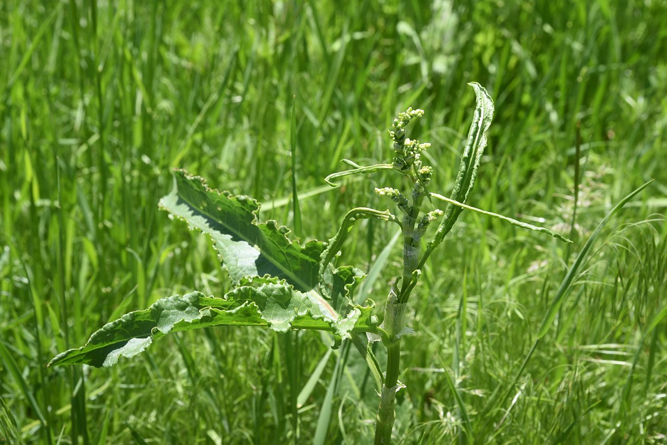 Image of genus Rumex specimen.