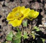 Ranunculus sulphureus. Цветки. Коми, Интинский р-н, Приполярный Урал, хр. Малдынырд, водораздел р. Лимбекою и р. Балбанью, г. Балбанты, глинистый участок почвы между глыб. 05.07.2010.