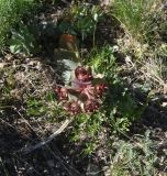 Euphorbia armena. Соцветие. Турция, ил Ван, р-н Битлис, восточный склон горы Немрут, сырт Магара, горная степь. 21 мая 2025 г.