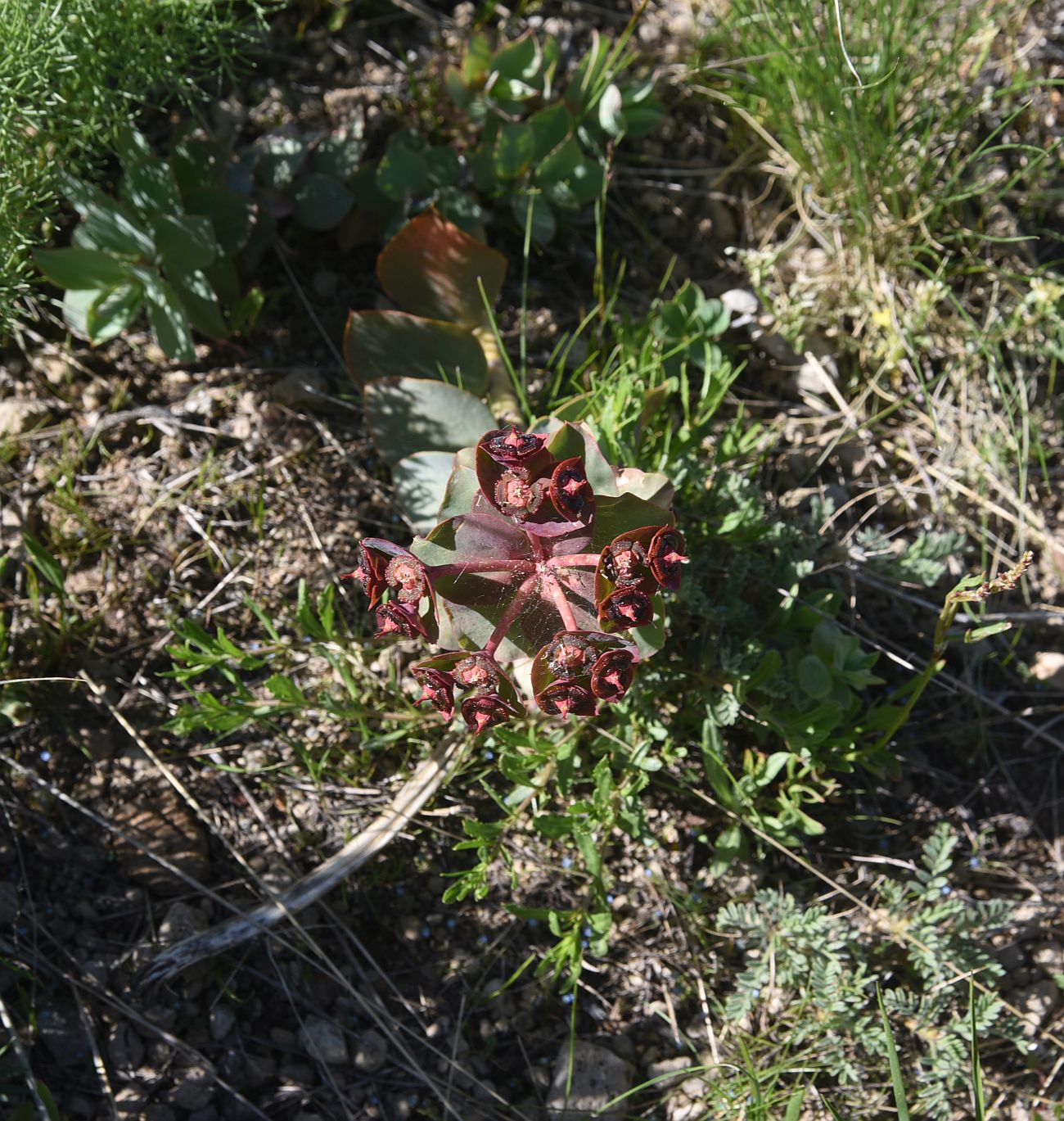 Image of Euphorbia armena specimen.