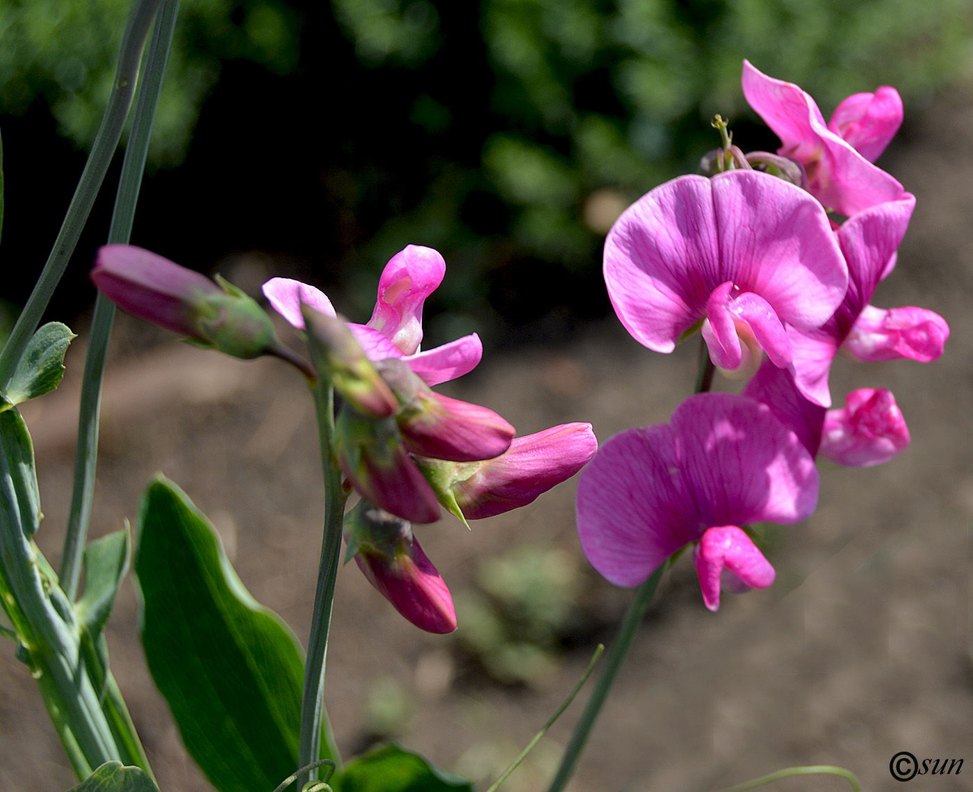 Изображение особи Lathyrus latifolius.
